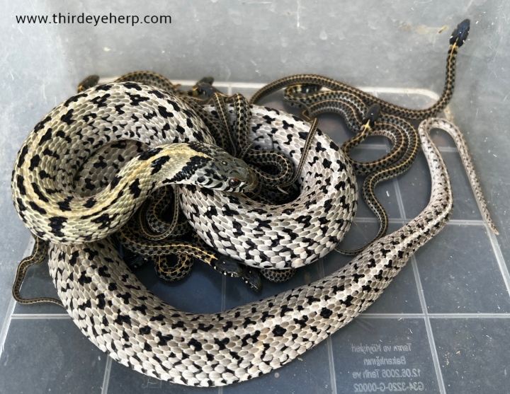 Checkered Garter Snake